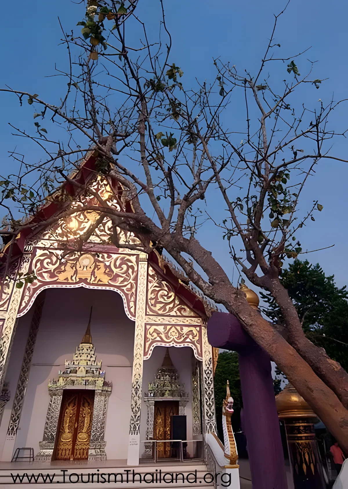 Dik Diem Tree at Wat Prang