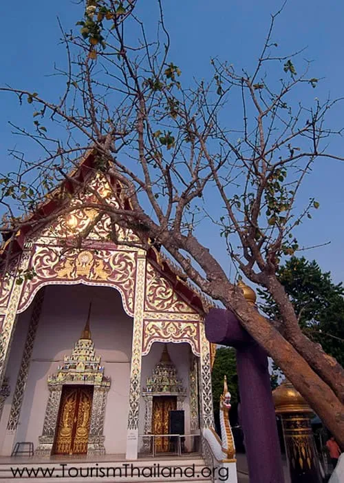 Dik Diem Tree at Wat Prang