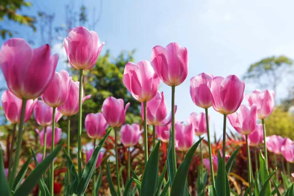 Doi Pha Mon Agricultural Center