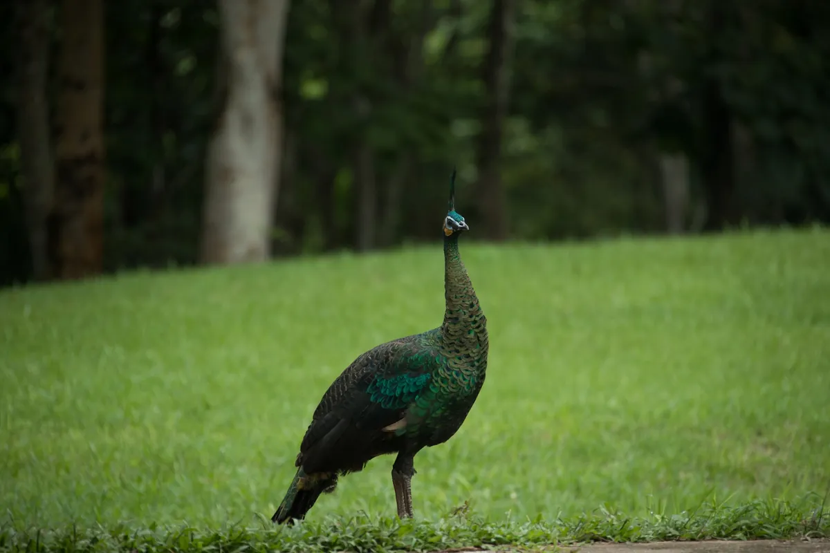 Doi Phu Nang National Park — photo 2