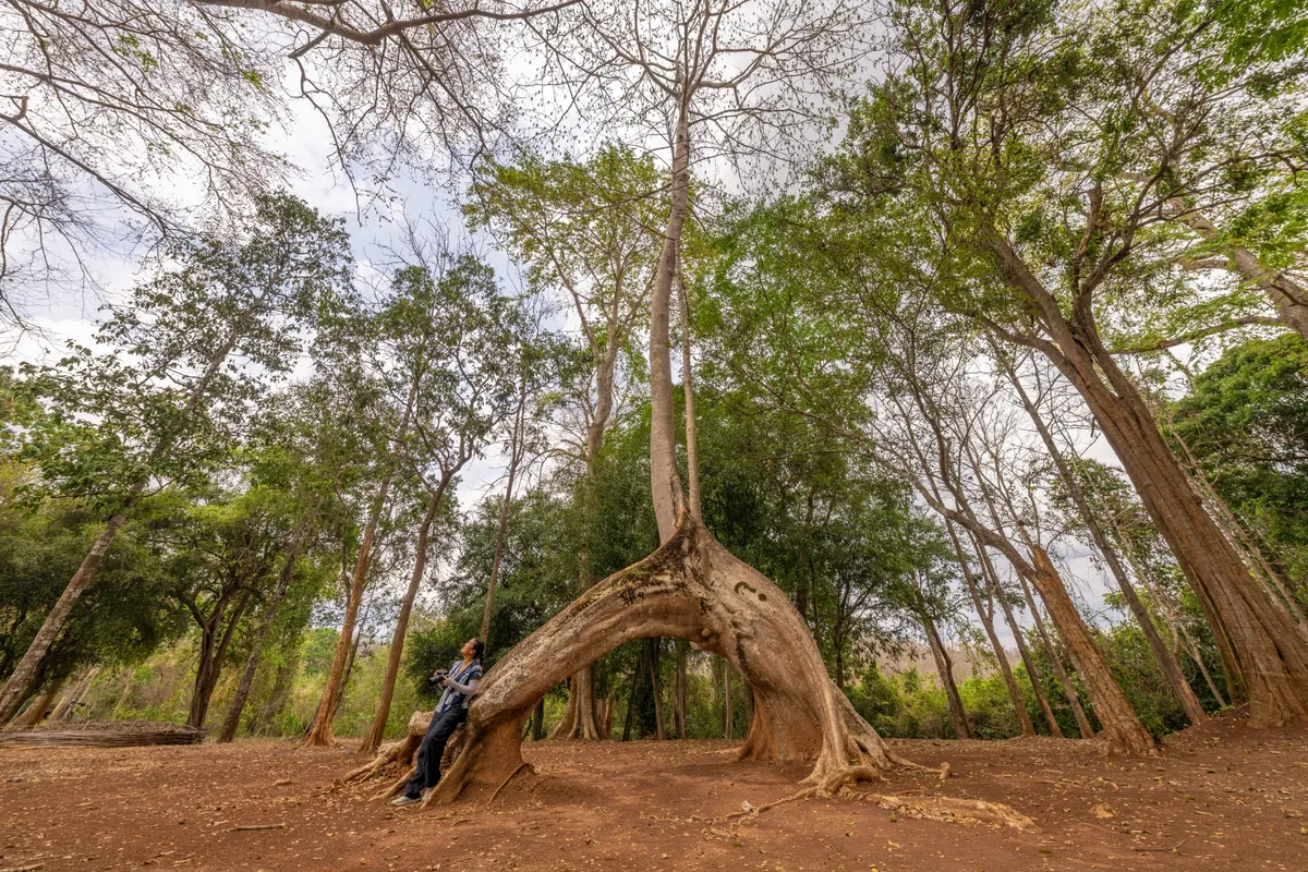 Doi Phu Nang National Park — photo 5
