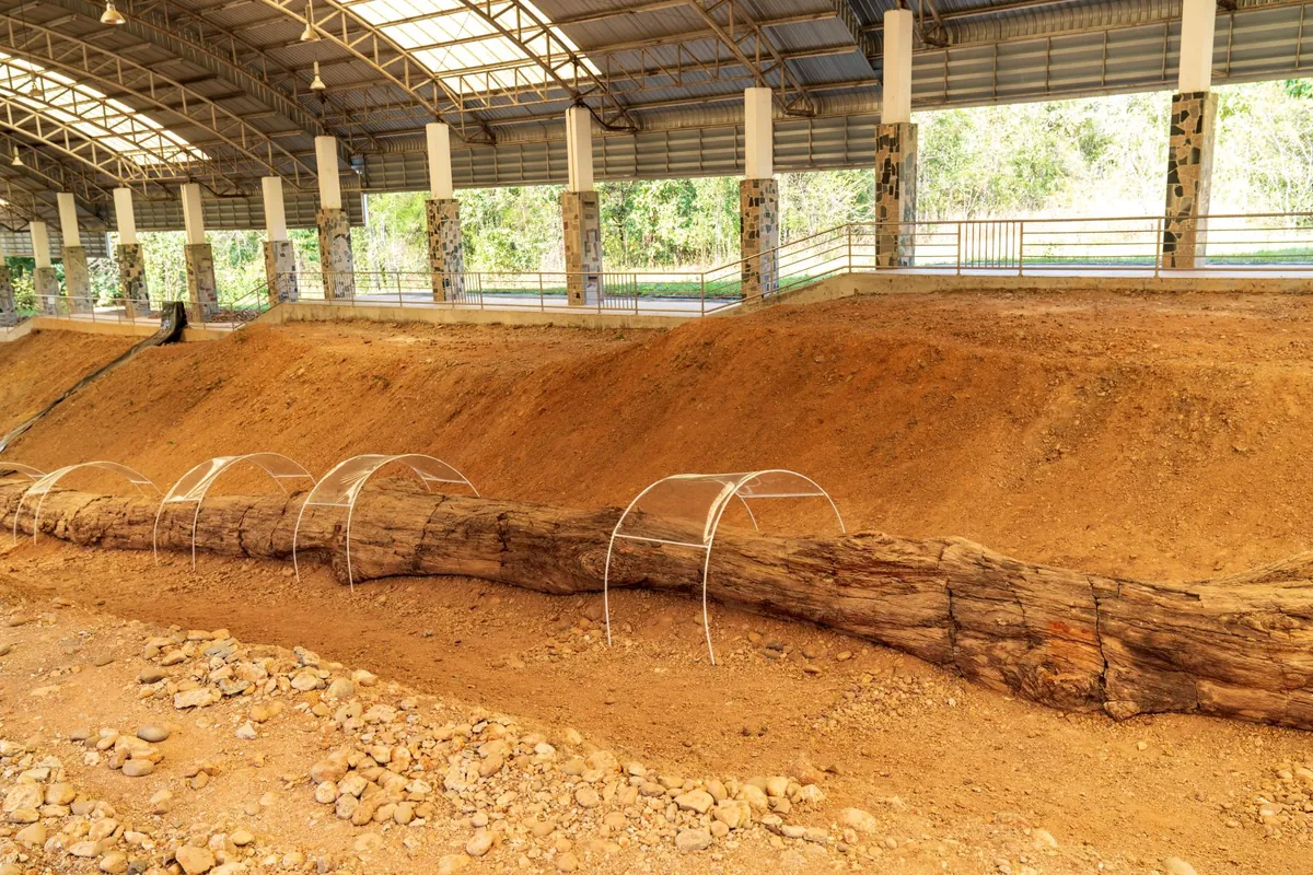 Doi Soi Malai Petrified Wood National Park — photo 3