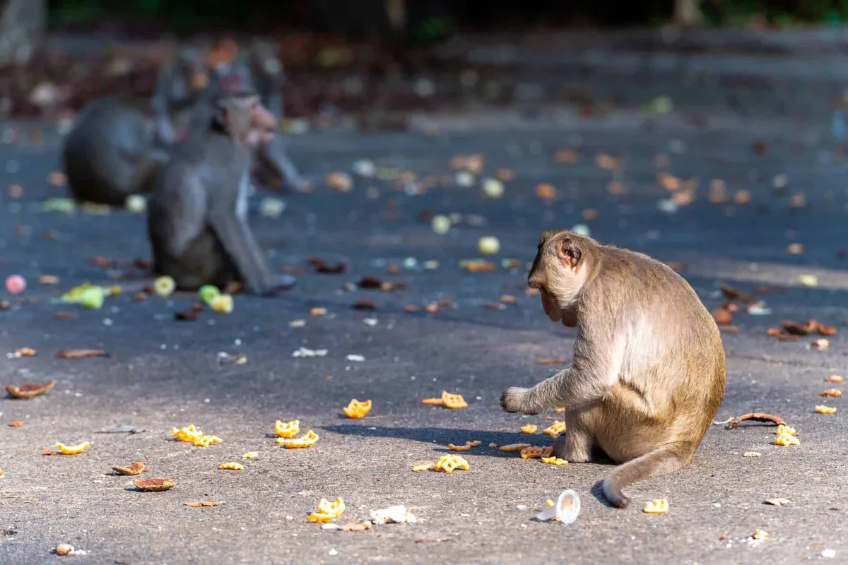 Dong Ling Don Chao Pu Botanical Park