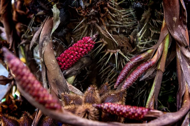 Eco-tourism at Uncle Thun’s Salak Plantation — photo 2