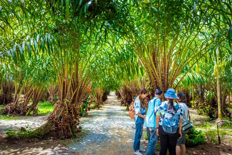 Eco-tourism at Uncle Thun’s Salak Plantation — photo 3
