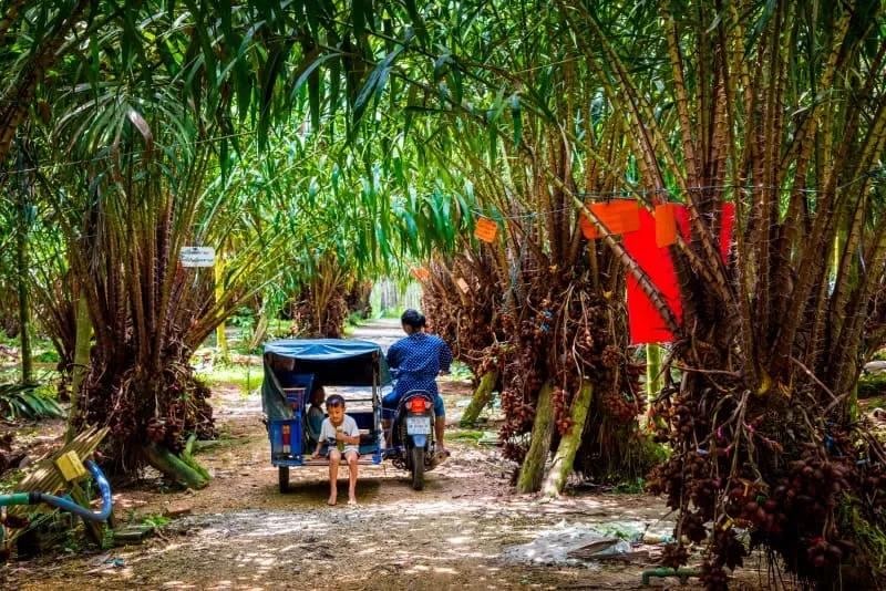 Eco-tourism at Uncle Thun’s Salak Plantation