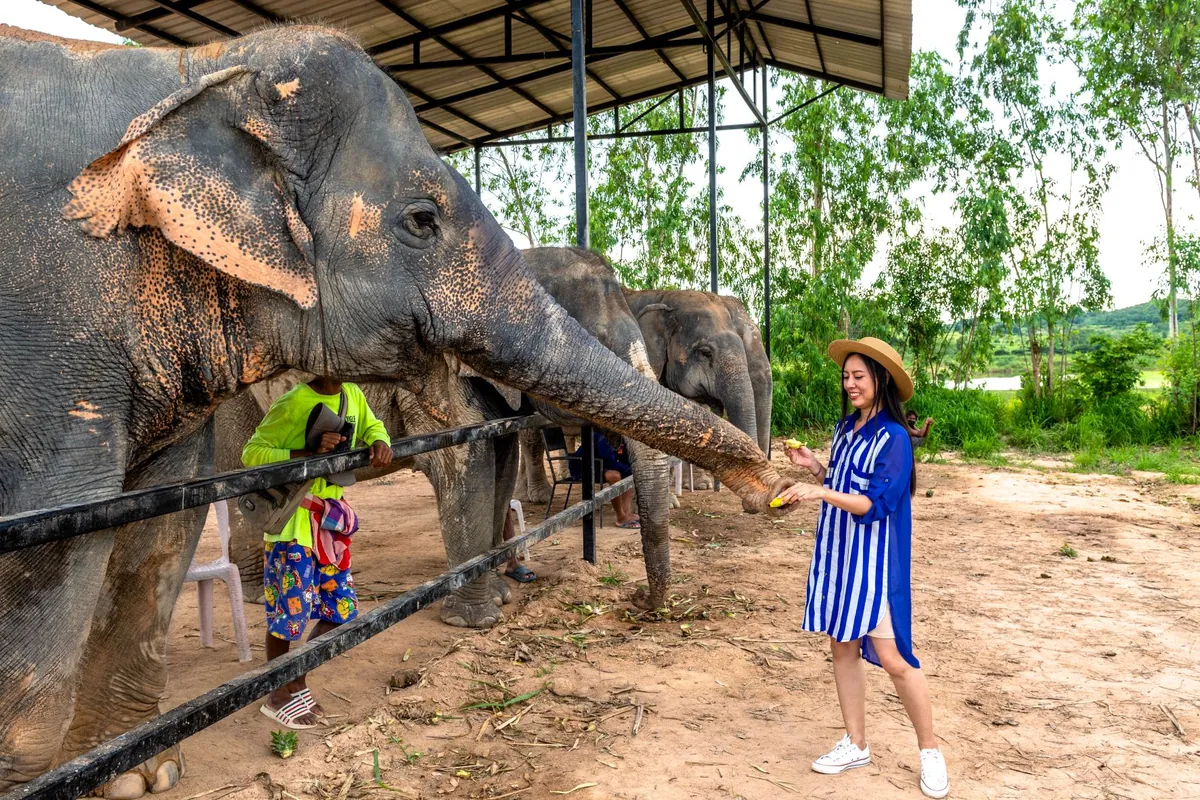 Elephant Jungle Sanctuary Pattaya — photo 2