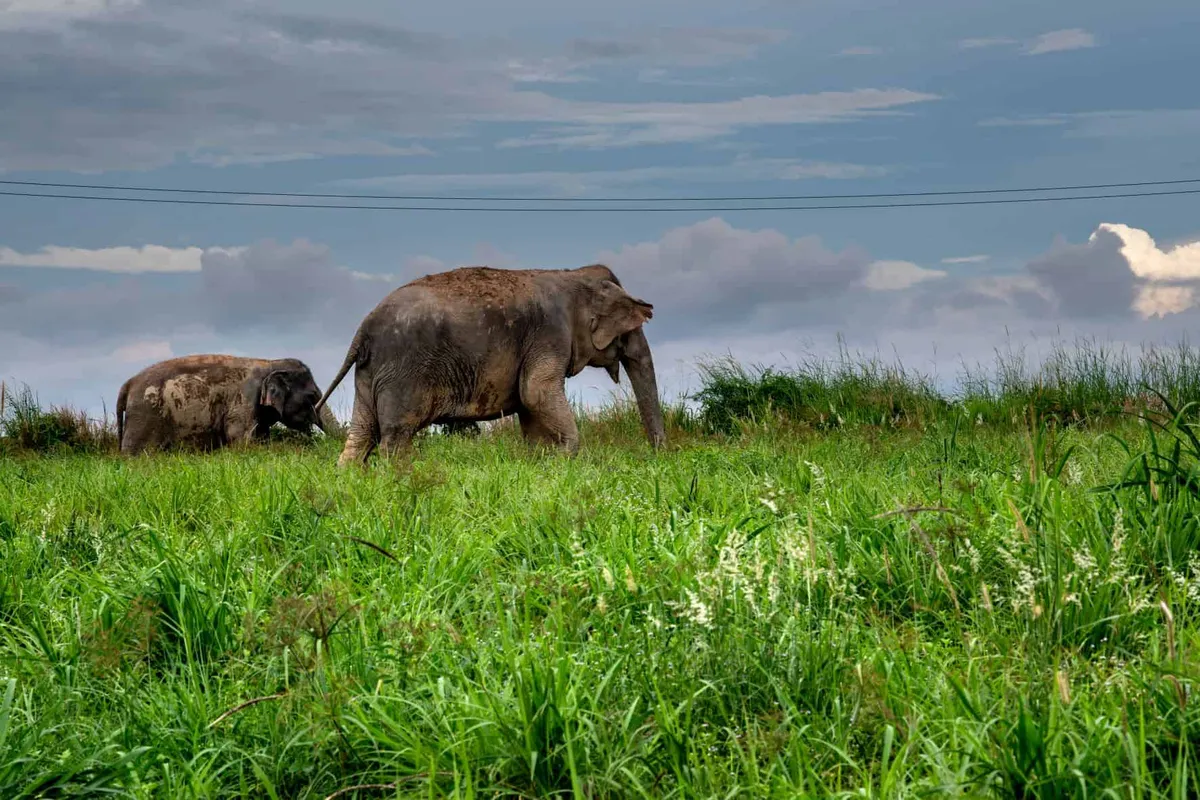 Elephant Jungle Sanctuary Pattaya