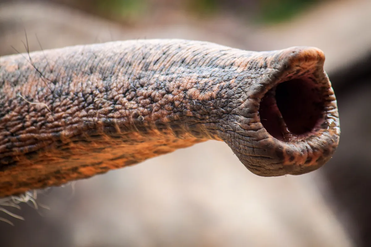 Elephant Nature Park