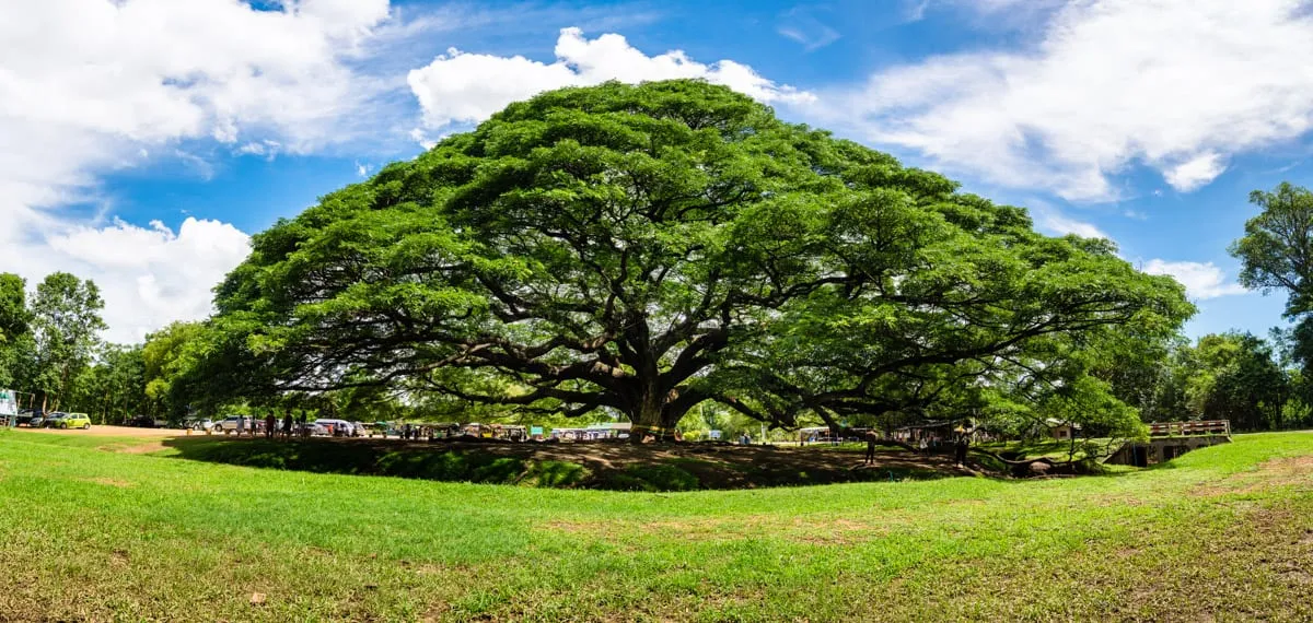 Giant Raintree