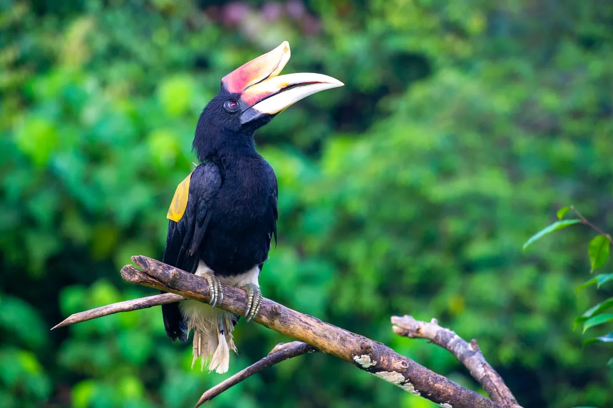 Hala Bala Wildlife Sanctuary — photo 3