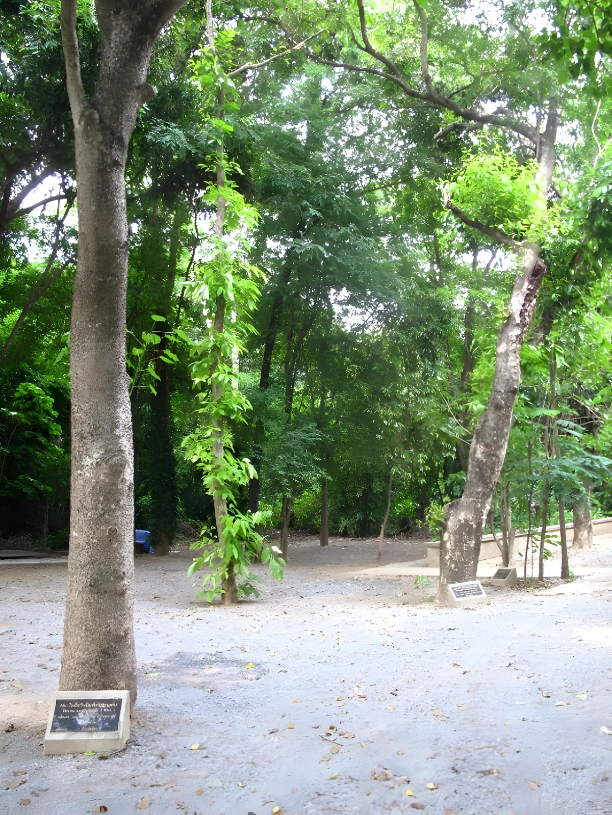 Herbal Grove, Wat Plak Mai Lai
