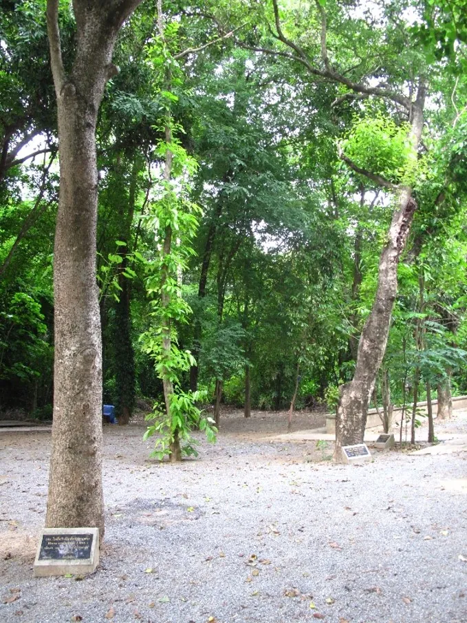 Herbal Grove, Wat Plak Mai Lai — photo 2