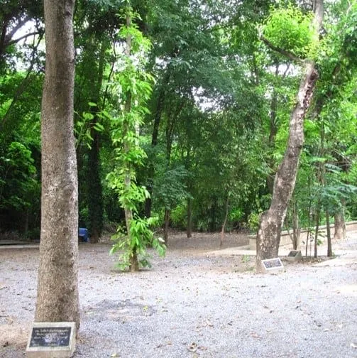 Herbal Grove, Wat Plug Mai Lai