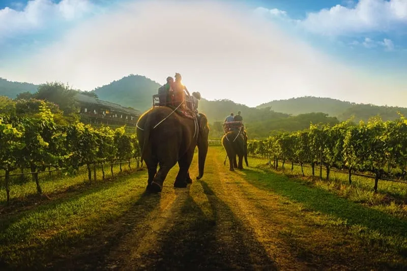 Hua Hin Hills Vineyard