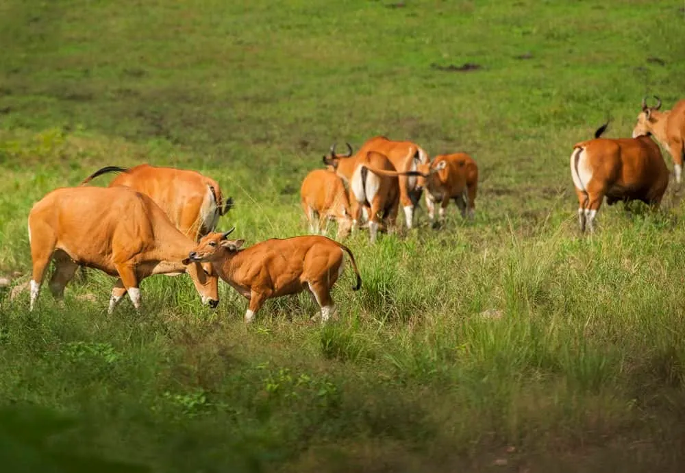 Huai Kha Khaeng Wildlife Sanctuary