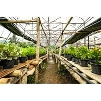 Huai Luek Royal Project