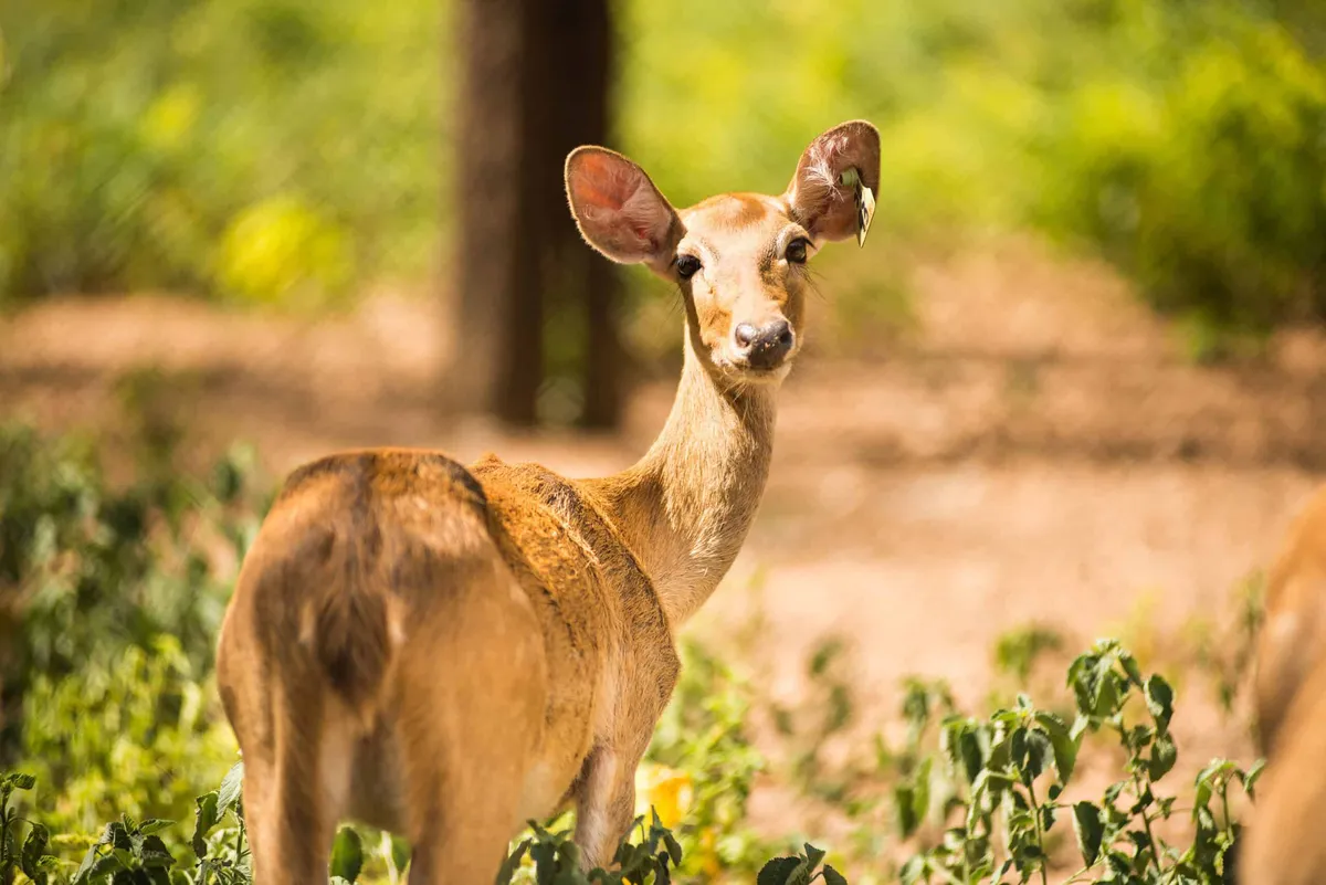 Huay Sai Wild Animal Caring and Breeding Center
