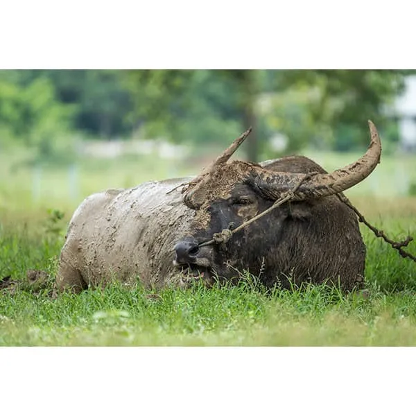 Kasornkasivit School