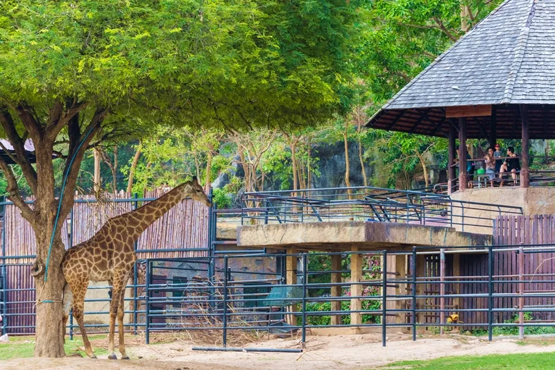 Khao Kheow Open Zoo — photo 2