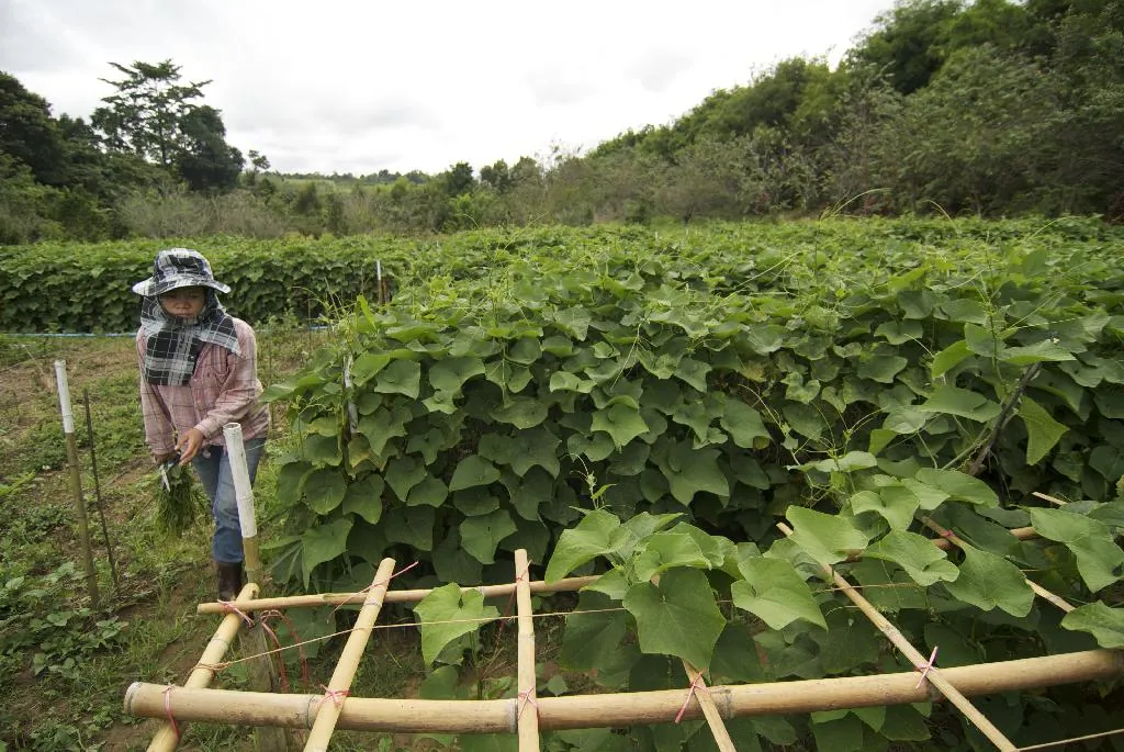 Khao Kho Upland Agricultural Experiment Station