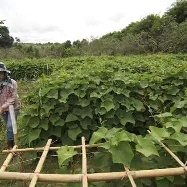 Khao Kho Upland Agricultural Experiment Station