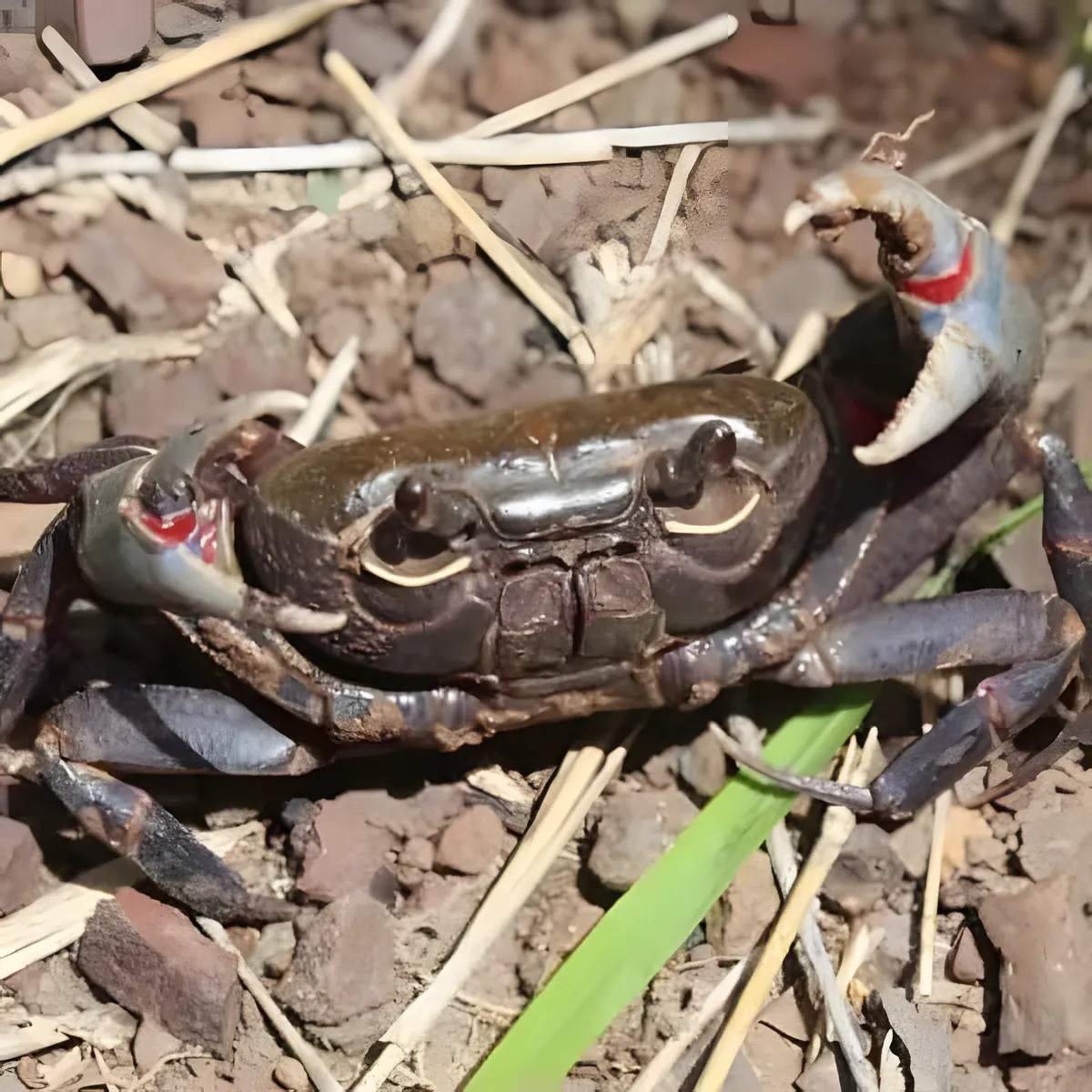 Khao Noi Khao Pradu Wildlife Sanctuary