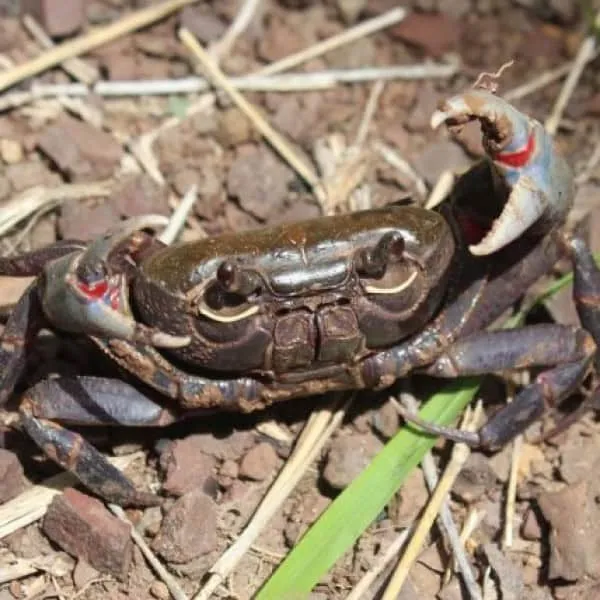 Khao Noi Khao Pradu Wildlife Sanctury