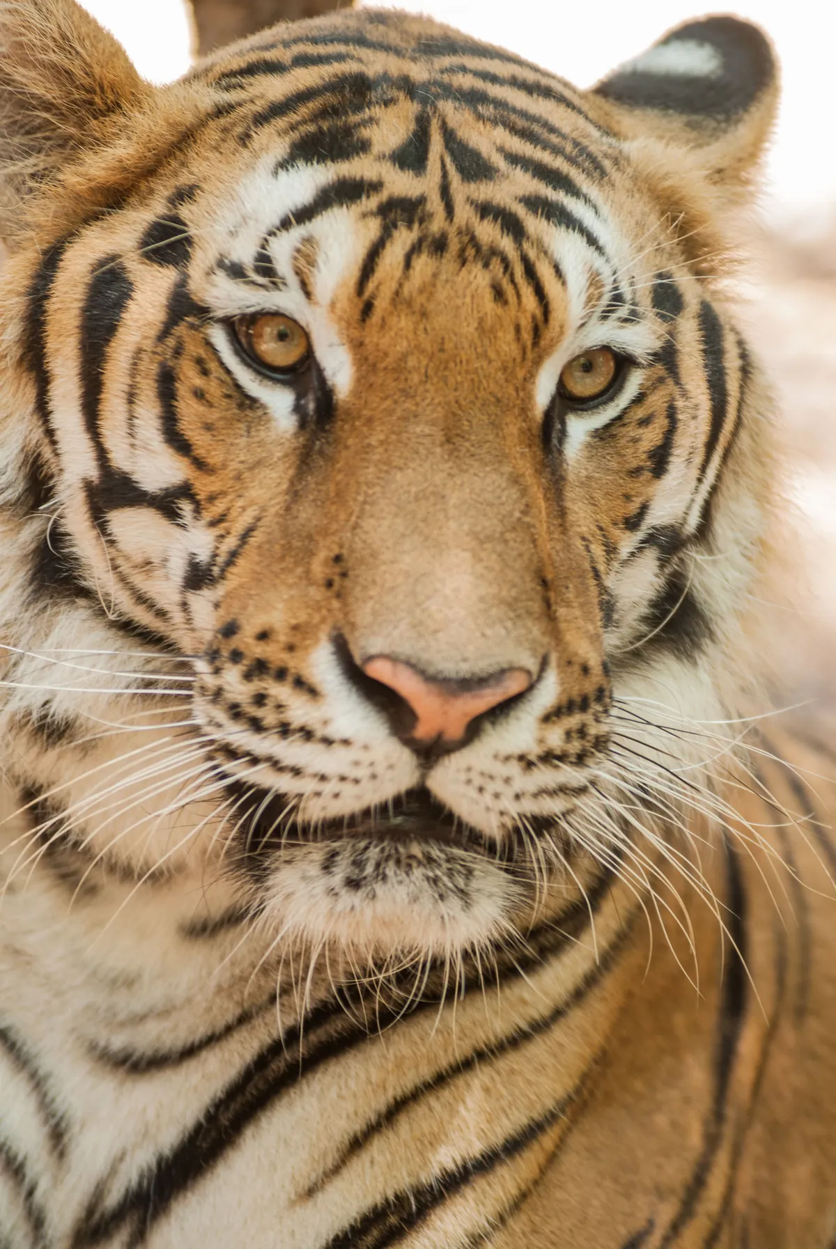 Khao Prathap Chang Wildlife Sanctuary