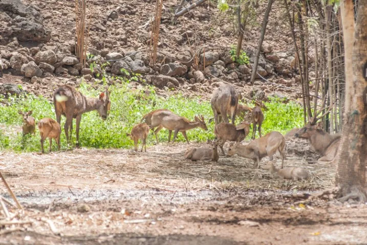 Khao Prathap Chang Wildlife Sanctuary — photo 2