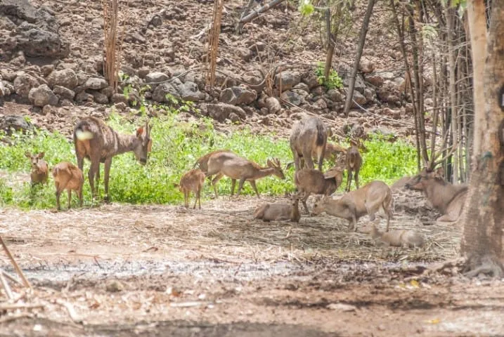 Khao Prathap Chang Wildlife Sanctuary