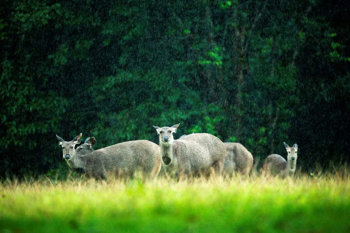 Khao Yai National Park