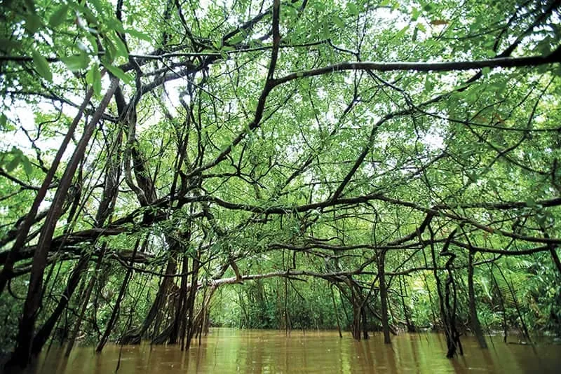 Khlong Sangne (Little Amazon)