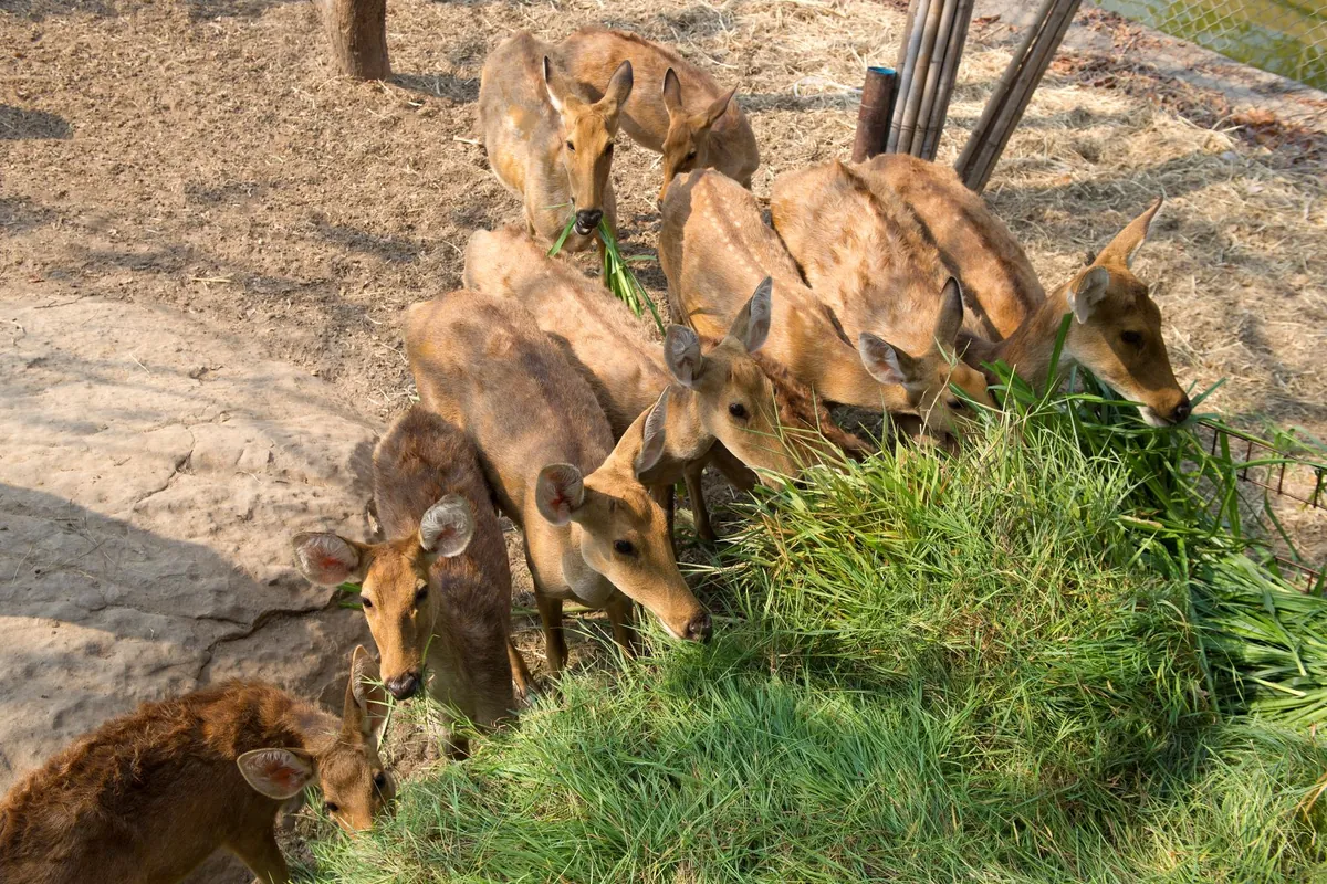 Khon Kaen Zoo — photo 2