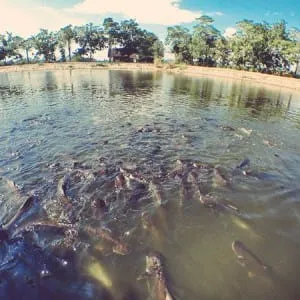 Khong Kut Wai Fish Sanctuary