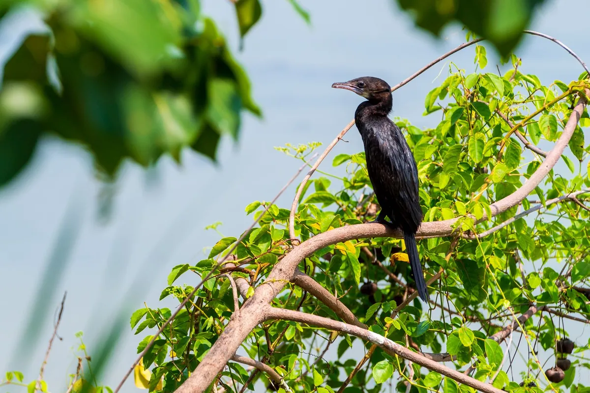 Khu Khut Waterbirds Sanctuary — photo 2
