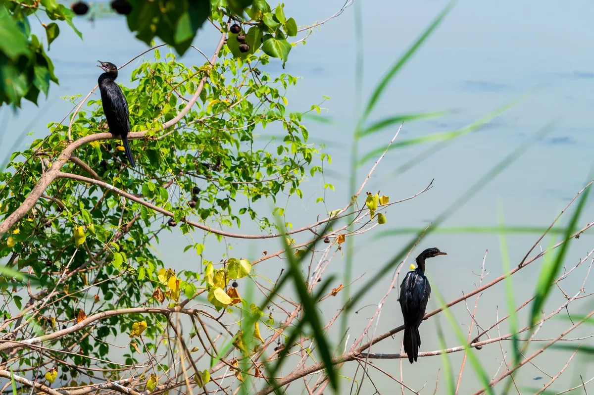 Khu Khut Waterbirds Sanctuary — photo 3
