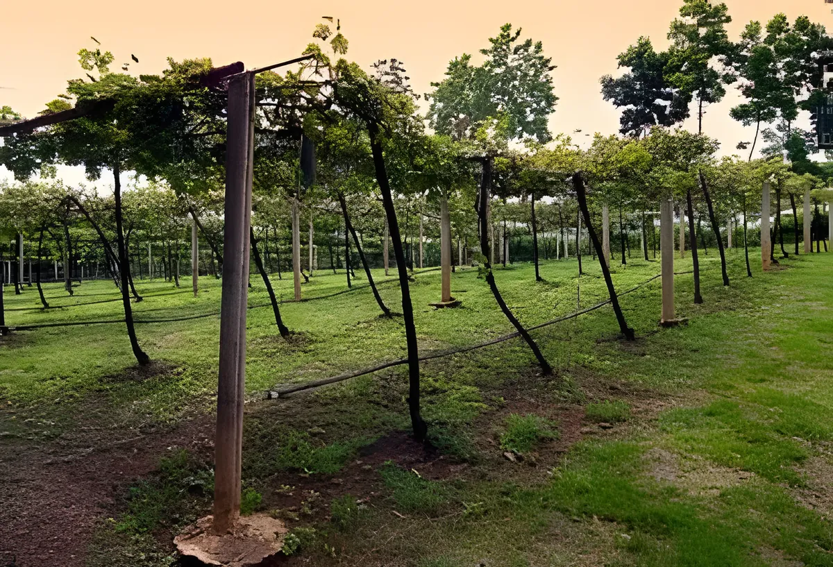 Khun Malee vineyard