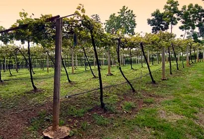 Khun Malee vineyard