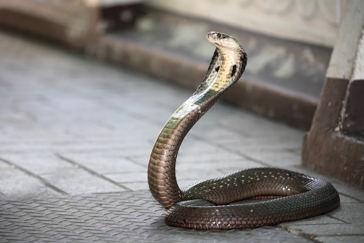 King Cobra Village