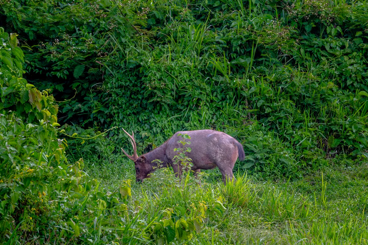 Kui Buri National Park