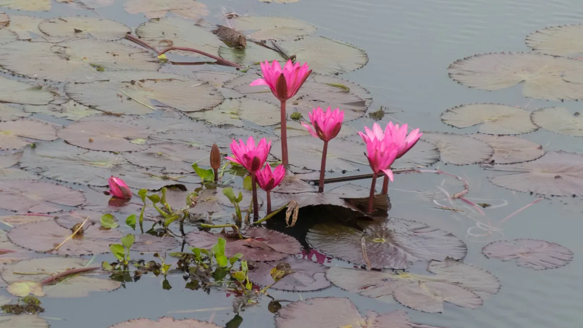 Lotus Park — photo 2