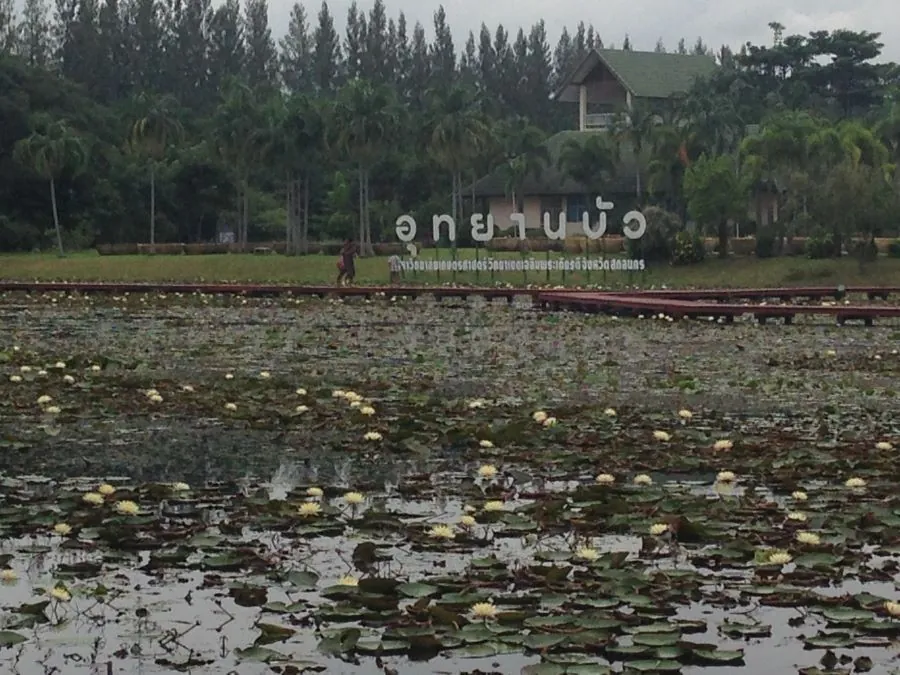 Lotus Park — photo 3
