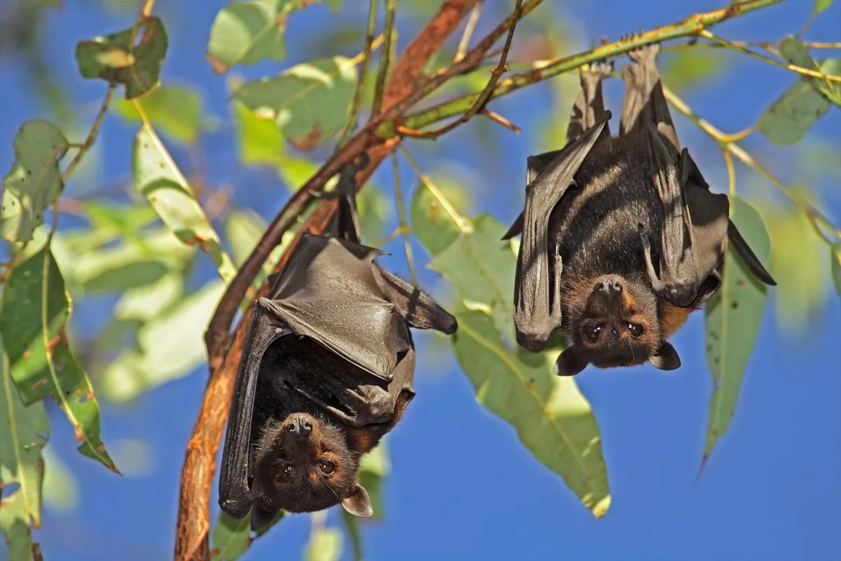 Lyle’s Flying Foxes at Wat Chantaram
