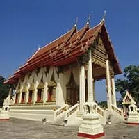 Lyle’s Flying Foxes at Wat Chantaram