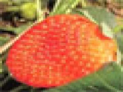 Mae Chon Luang Agricultural Experiment Station