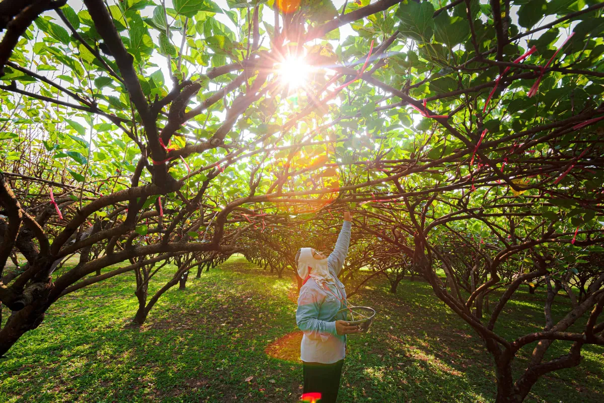 Mae Mon Farm & Café