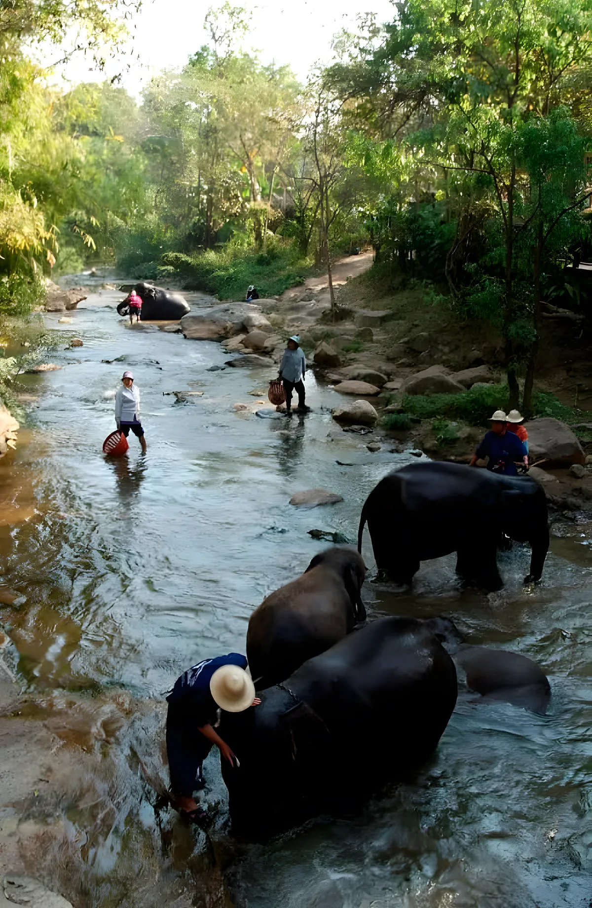 Mae Sa Elephant Camp