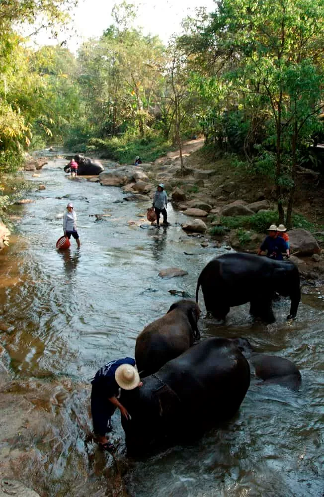 Mae Sa Elephant Camp