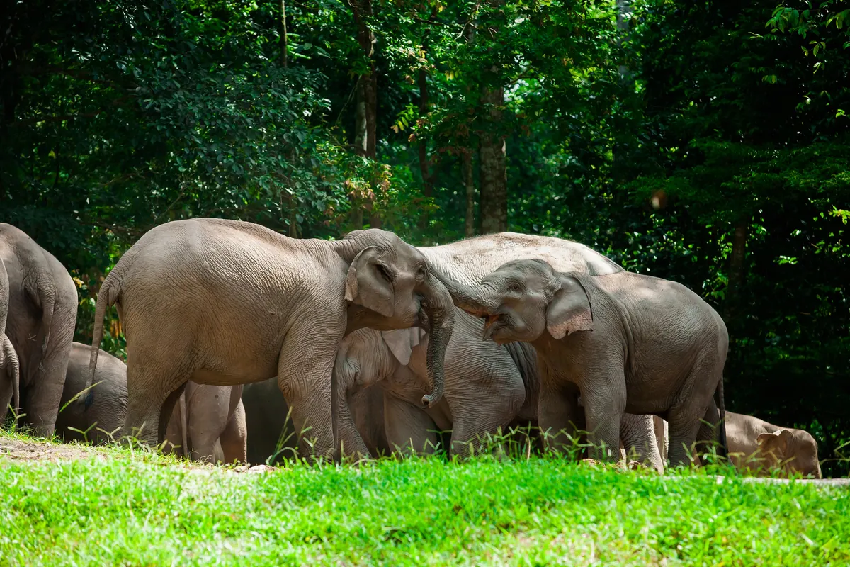 Mae Taeng Elephant Camp